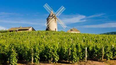 vineyards with windmill,  Chénas, Beaujolais, Burgundy, France